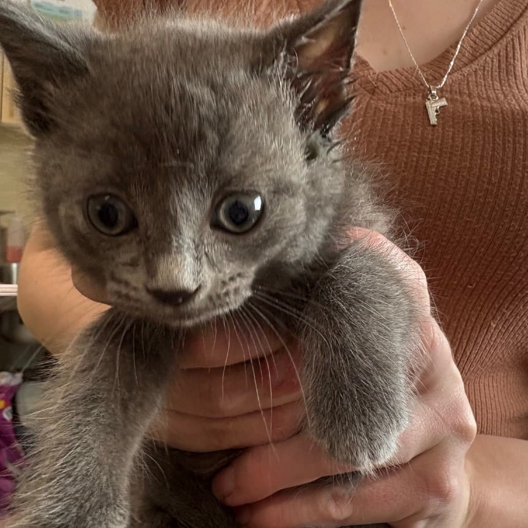 Wind - Domestic Shorthair cat available for adoption at Saskatoon SPCA in Saskatoon