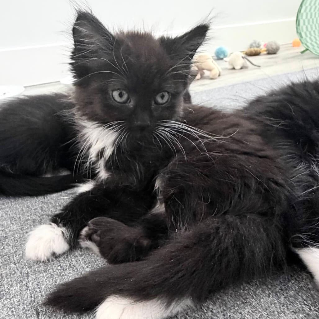 Percy - Domestic Shorthair cat available for adoption at Vancouver Orphan Kitten Rescue Association in Vancouver