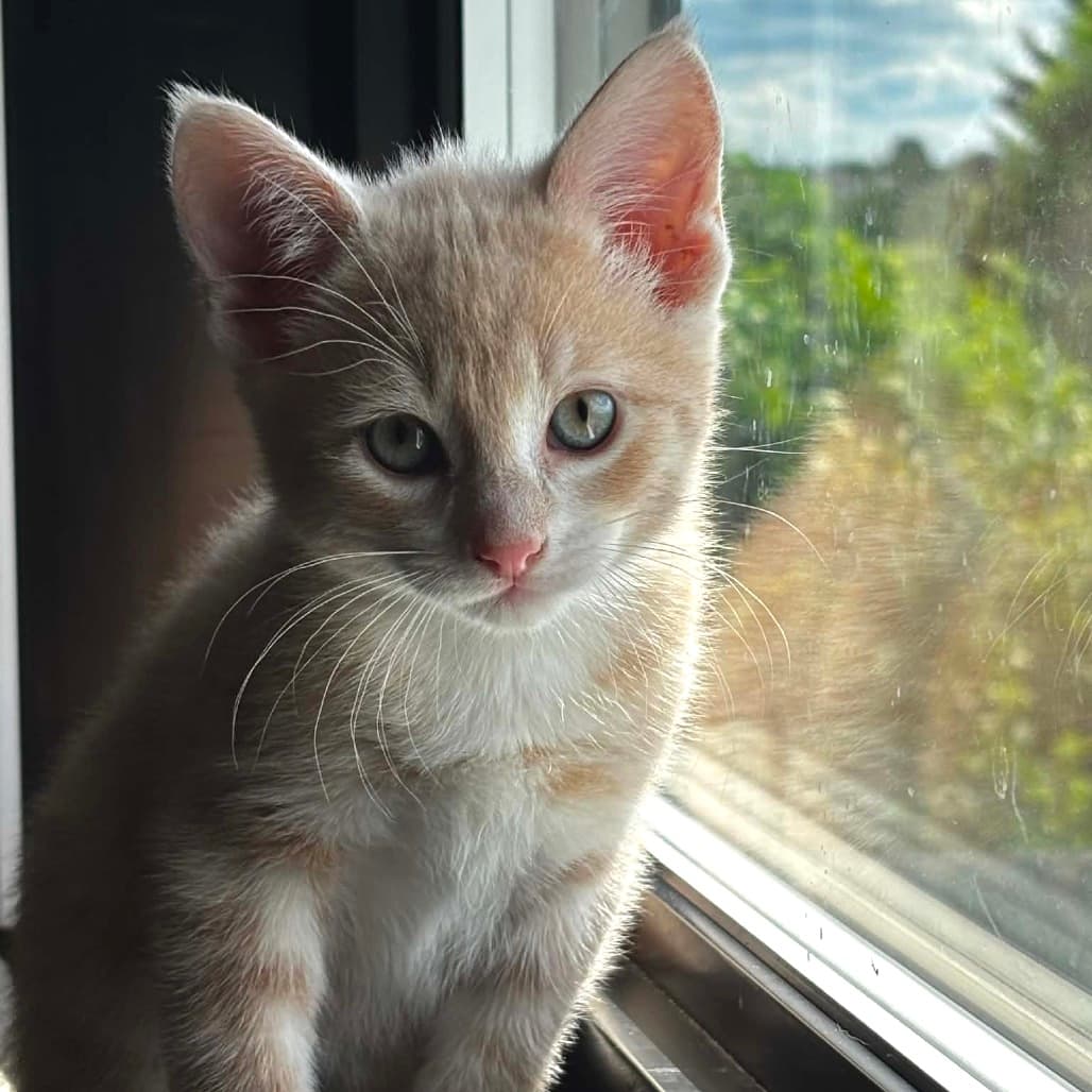 Rhyme - Domestic Shorthair cat available for adoption at Saskatoon SPCA in Saskatoon