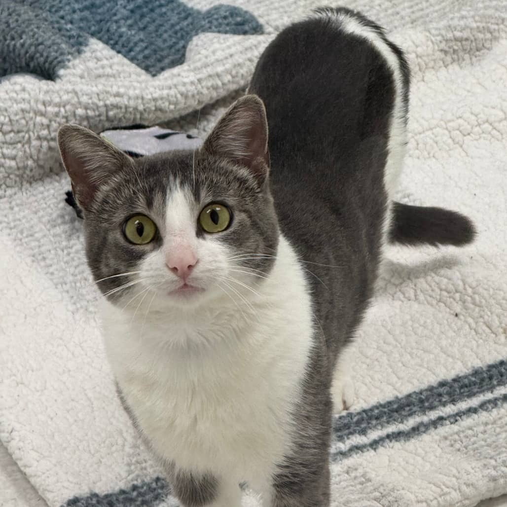 Spade - Domestic Shorthair available for adoption