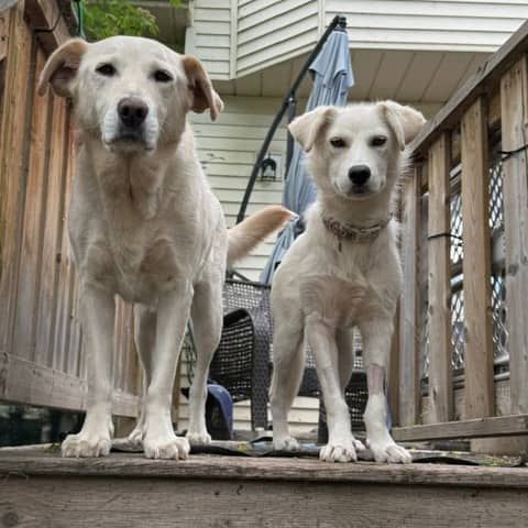 Spooky - Mixed Breed available for adoption