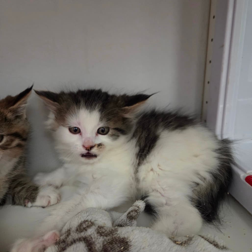 Pop - Domestic Medium Hair cat available for adoption at Battlefords Humane Society in North Battleford