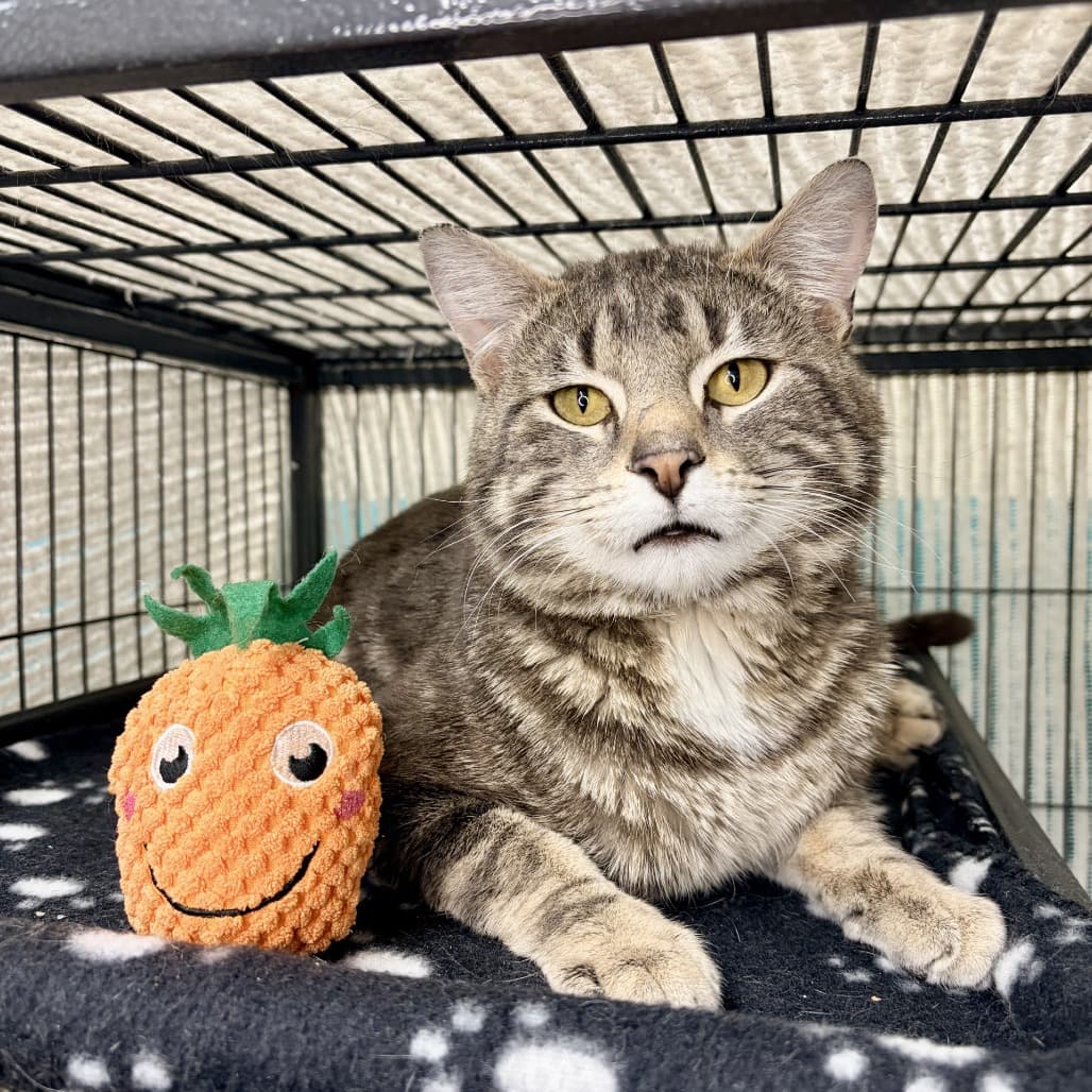 Alder - Domestic Shorthair cat available for adoption in Calgary