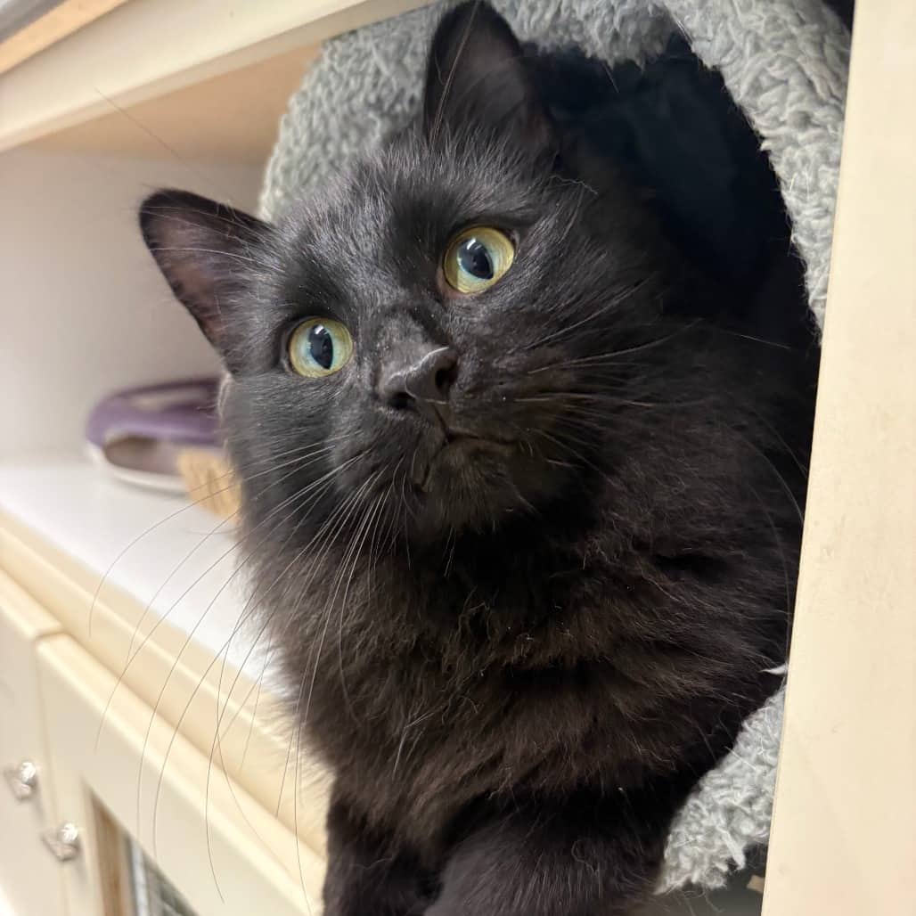 Frosty - Domestic Longhair cat available for adoption in Saskatchewan