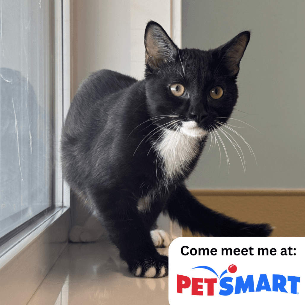 Buckly - Domestic Shorthair cat available for adoption in Calgary