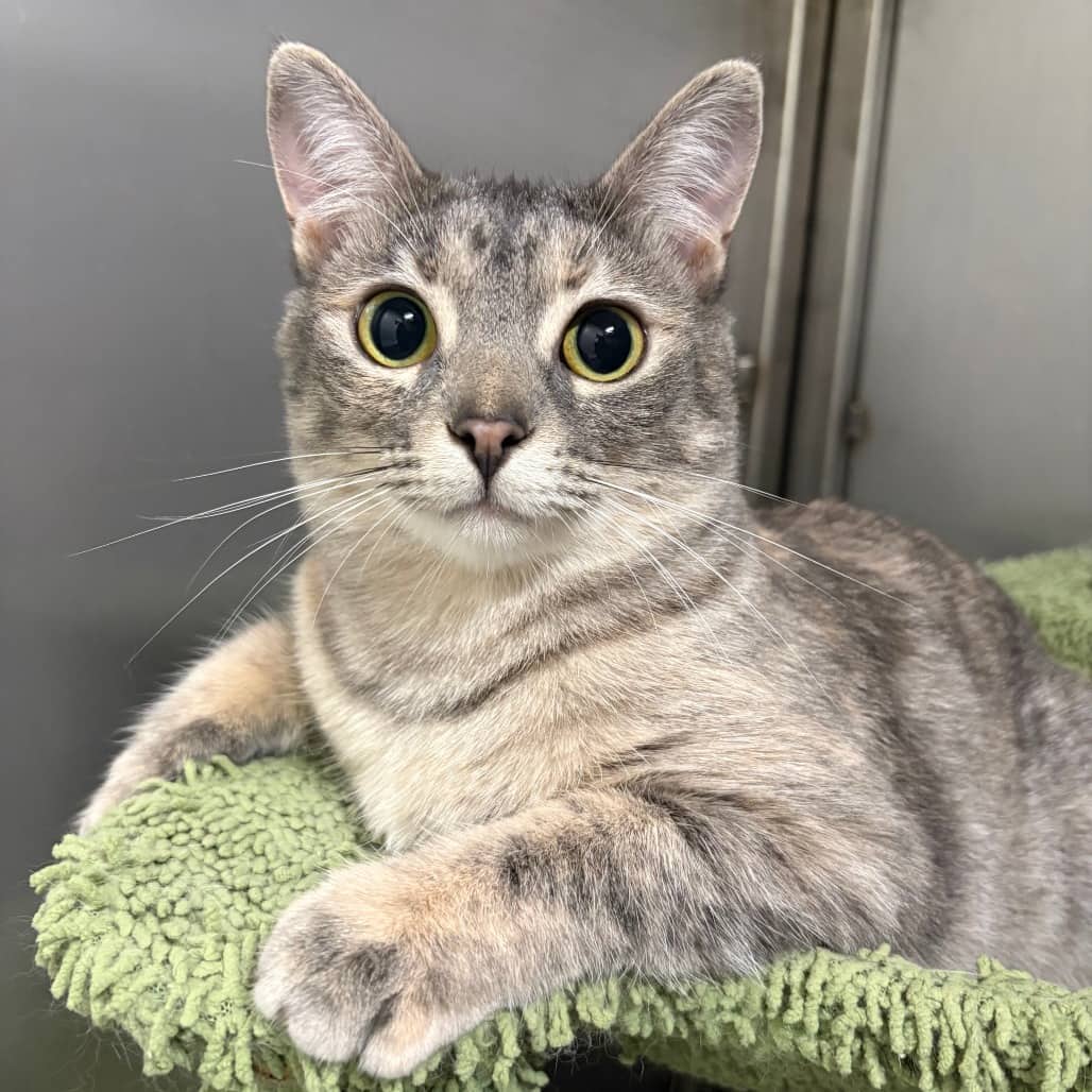 Alice - Domestic Shorthair / Domestic Shorthair cat available for adoption at North East SPCA in Melfort