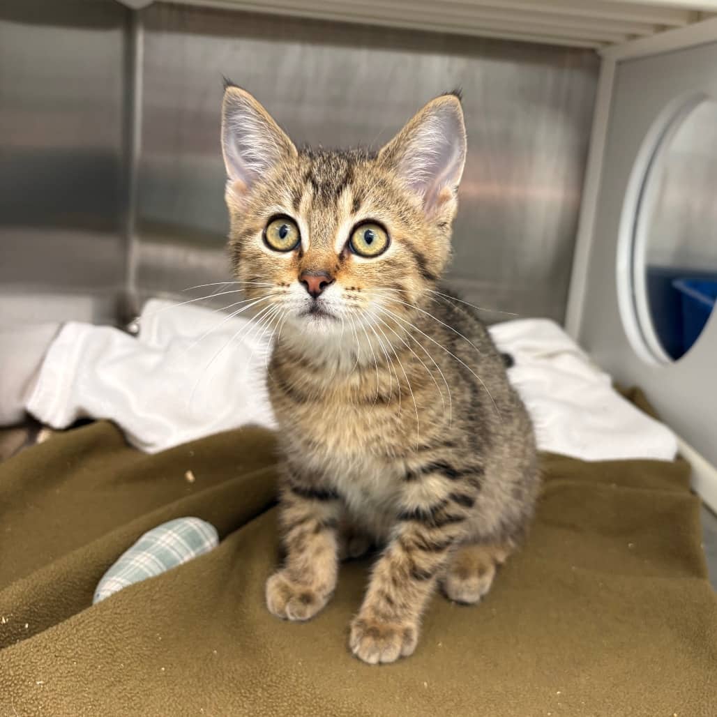 Skulls - Domestic Shorthair available for adoption