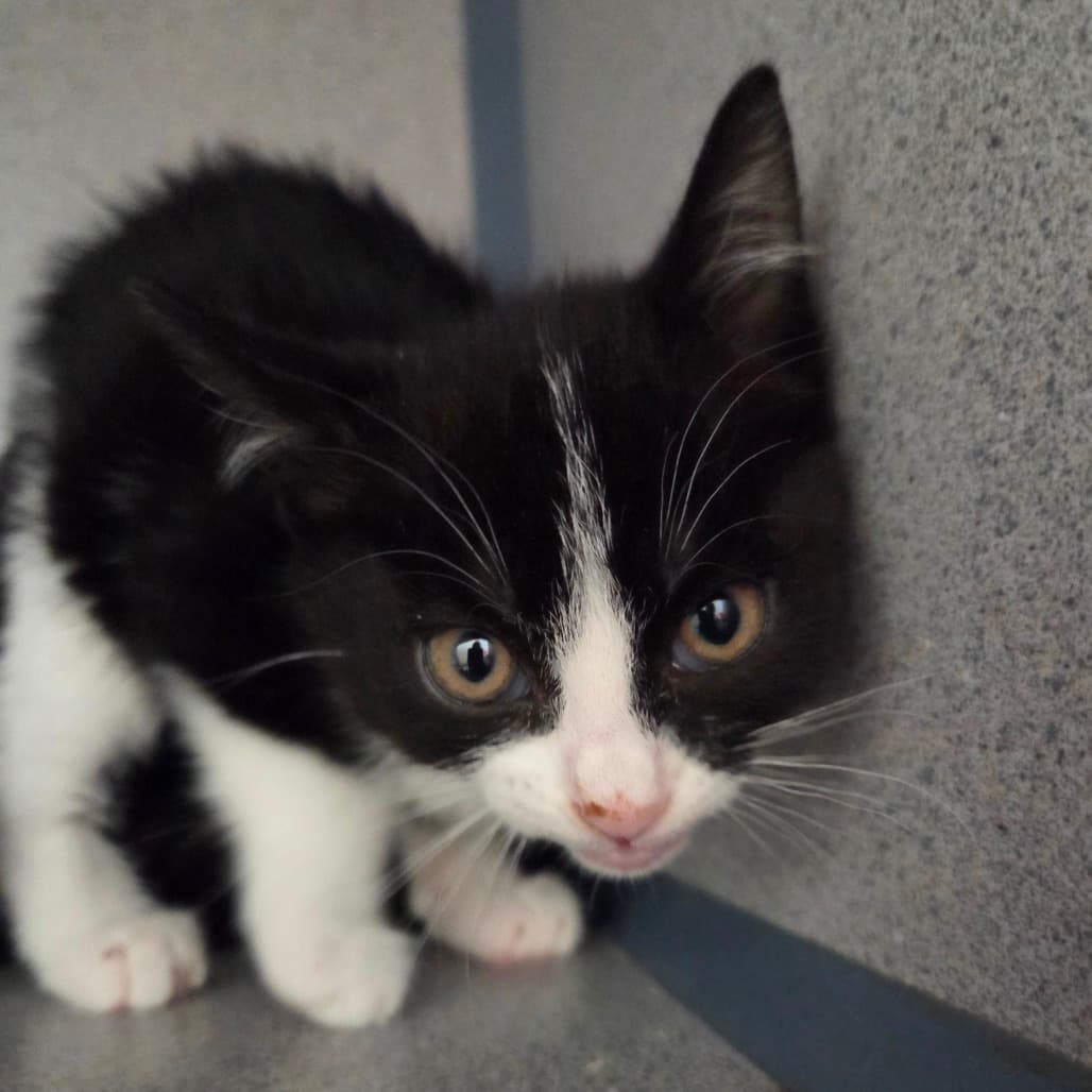 Rye - Domestic Shorthair available for adoption