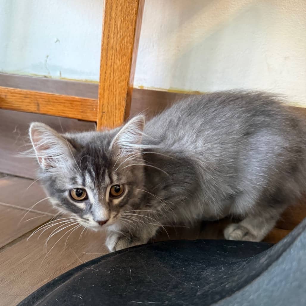 Tiramisu - Domestic Medium Hair available for adoption