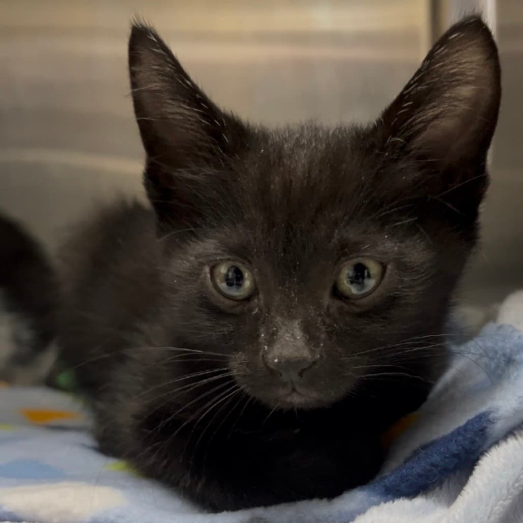 Julian - Domestic Shorthair cat available for adoption at Border Paws Animal Shelter in Lloydminster