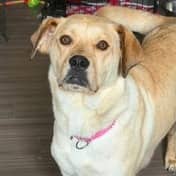 Sunny - RETRIEVER/MIX available for adoption