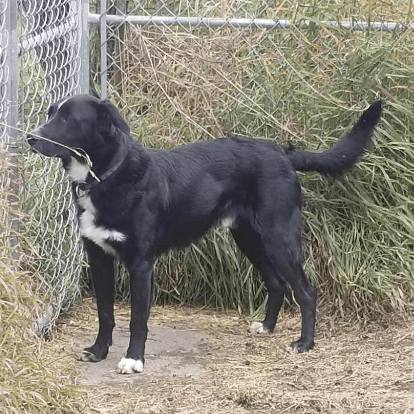 Capaldi - MIXED BREED available for adoption