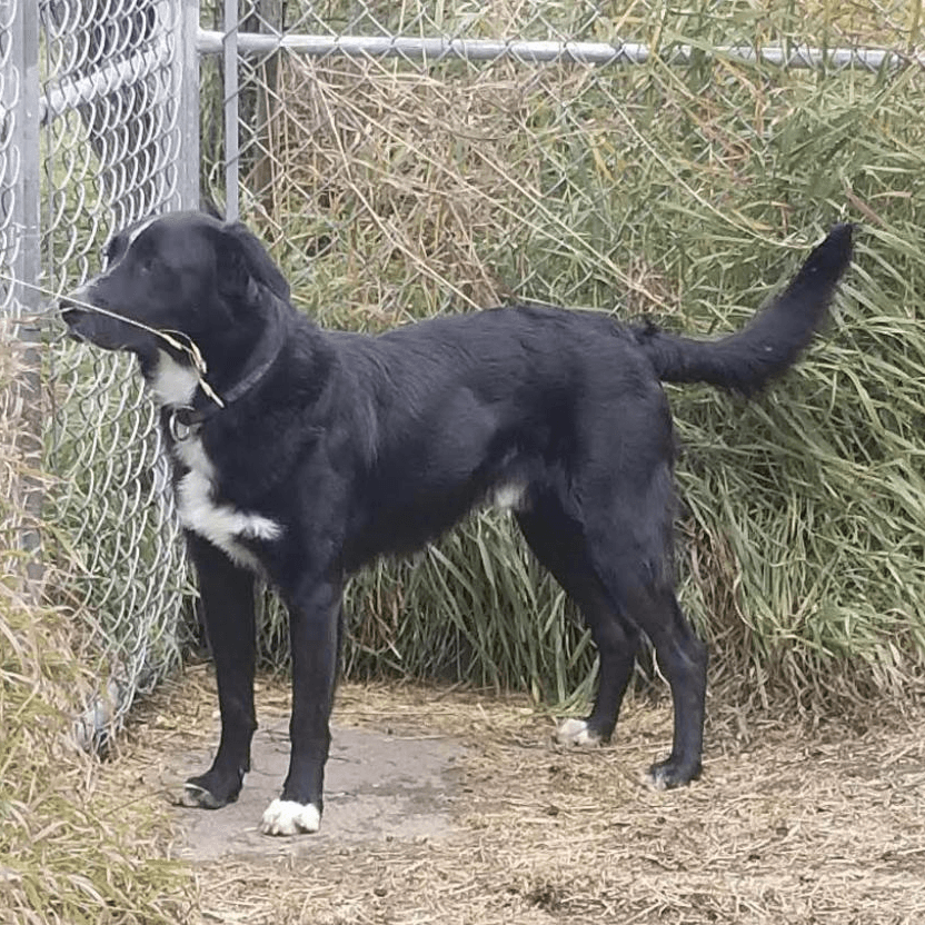Capaldi - MIXED BREED available for adoption in Calgary