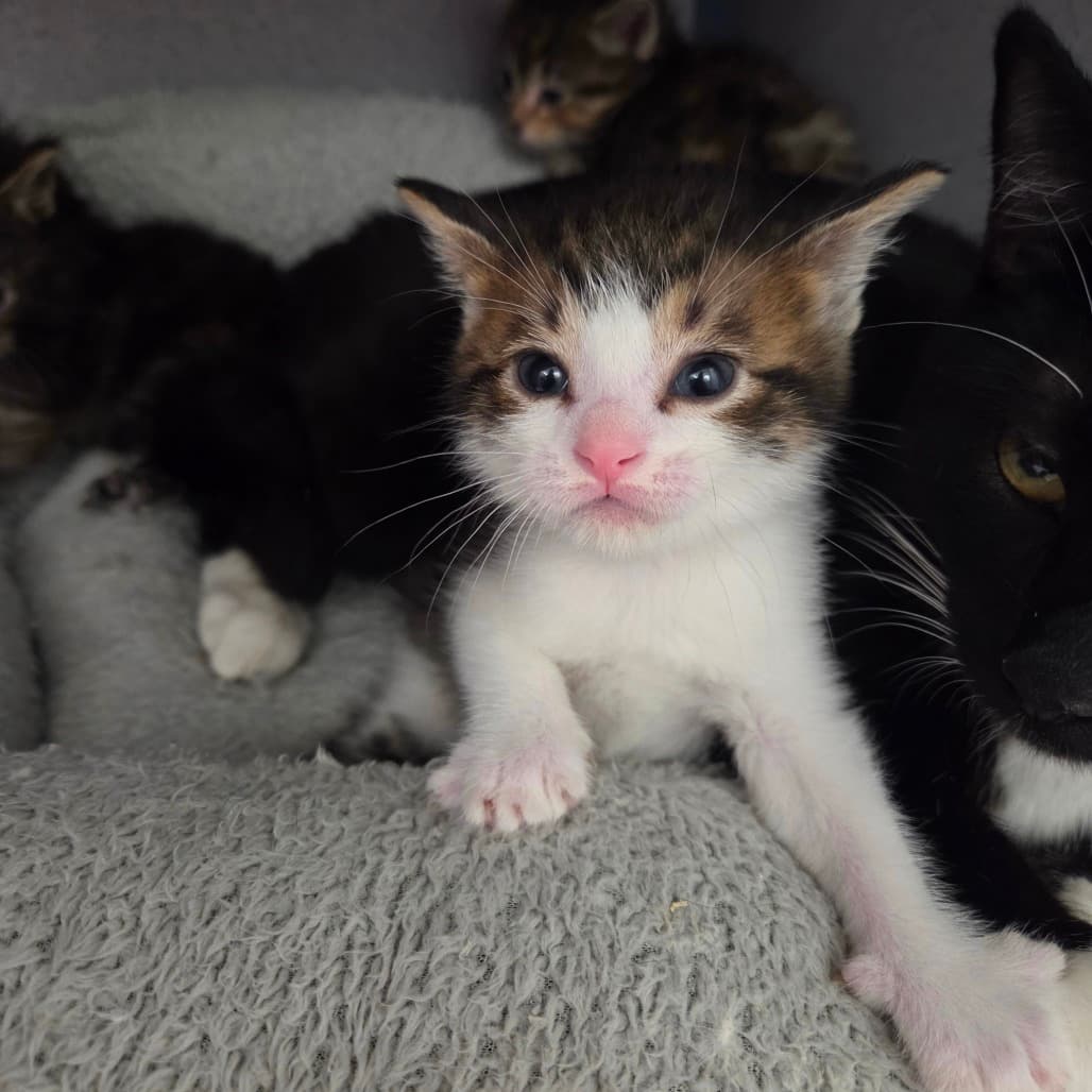 Lyra - Domestic Shorthair cat available for adoption at Battlefords Humane Society in North Battleford