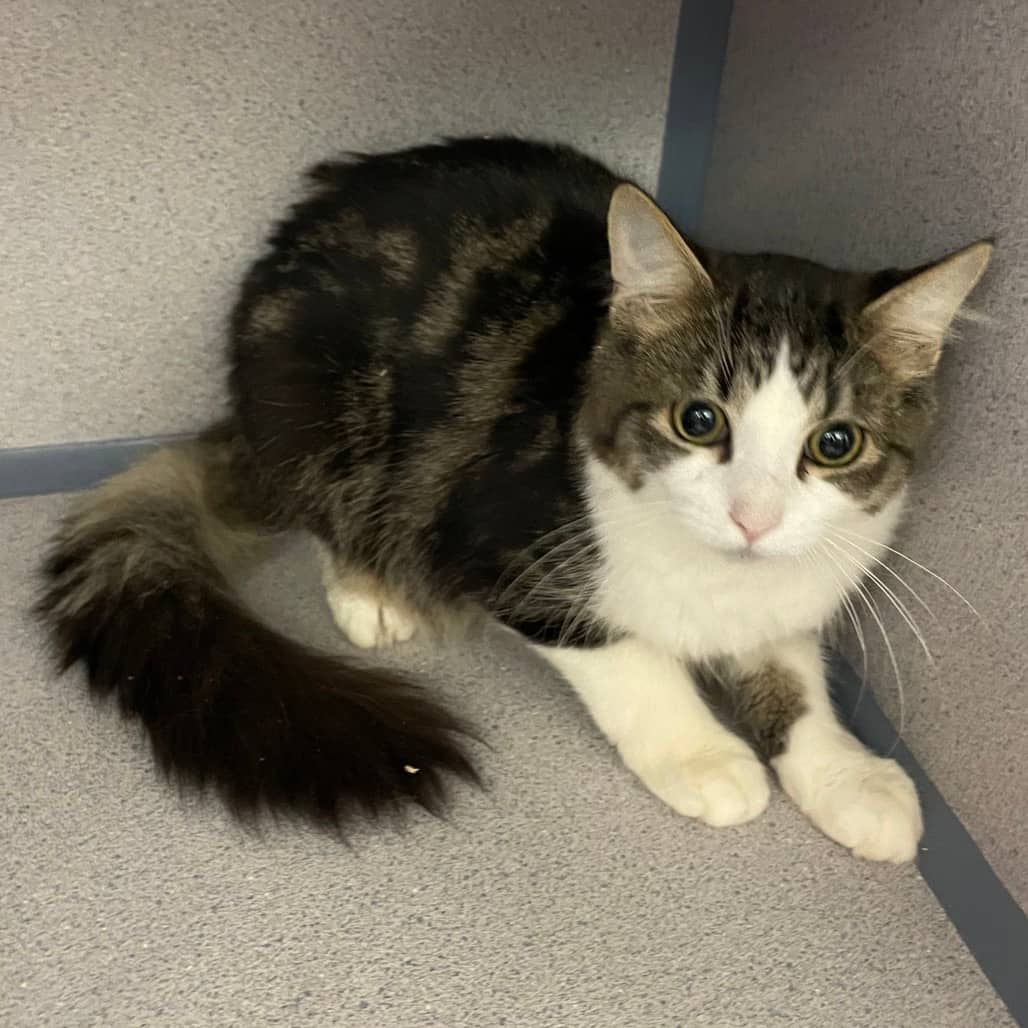 Lou - Domestic Longhair available for adoption