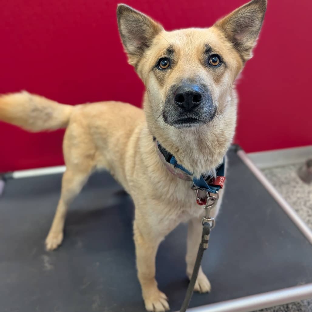 Franny - SHEPHERD/MIX available for adoption in Alberta