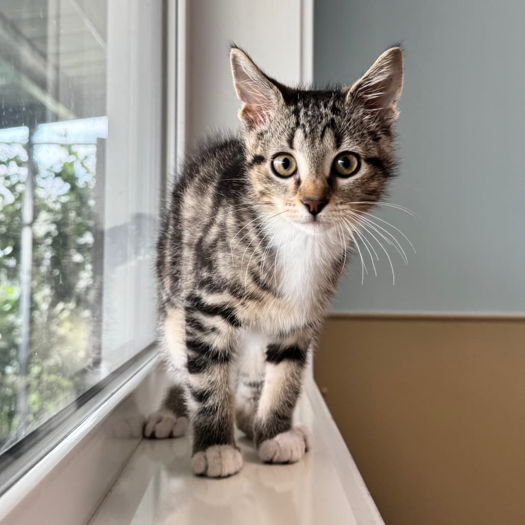 Pickles - Domestic Shorthair cat available for adoption at Prince Albert SPCA in Prince Albert