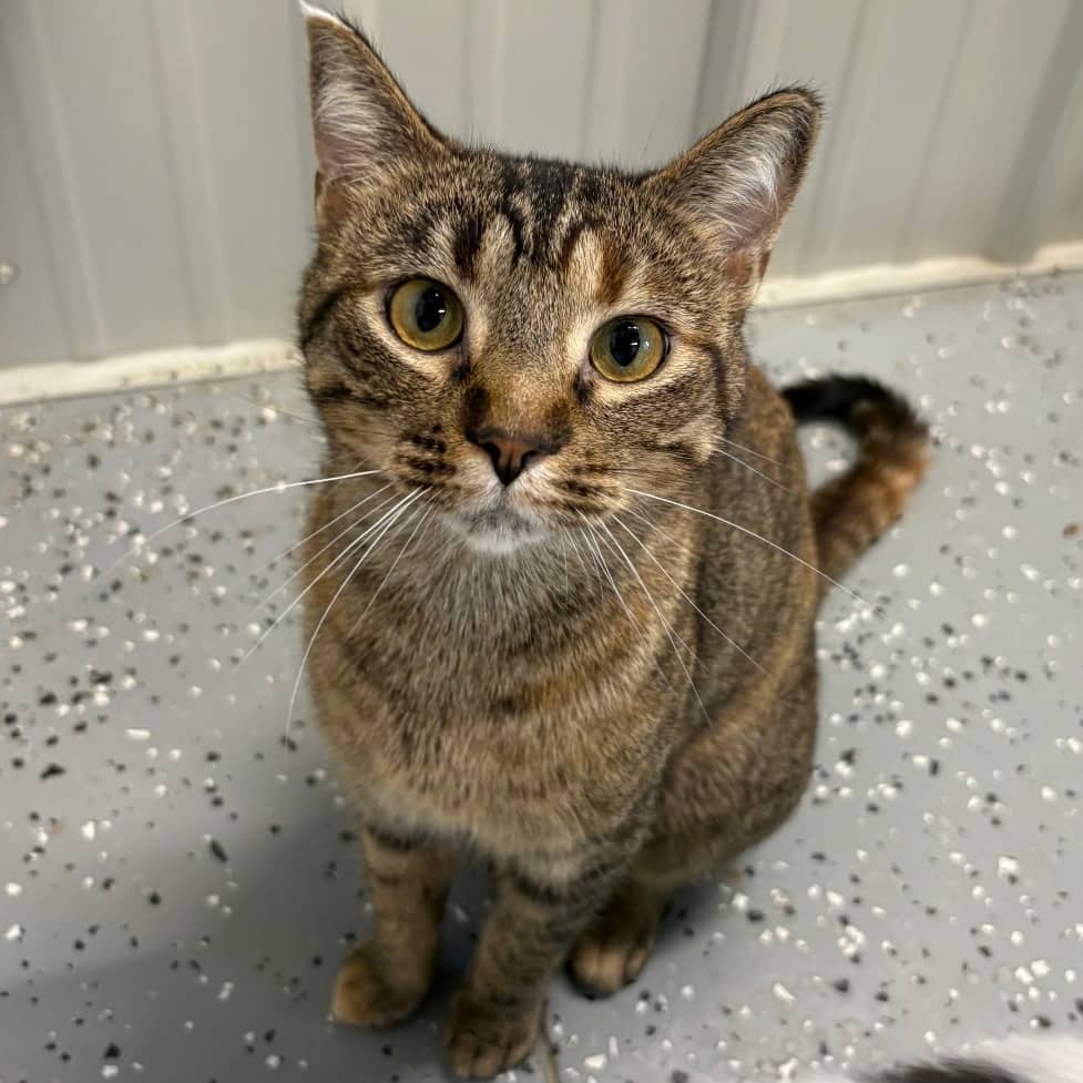 Gabby - Domestic Shorthair available for adoption