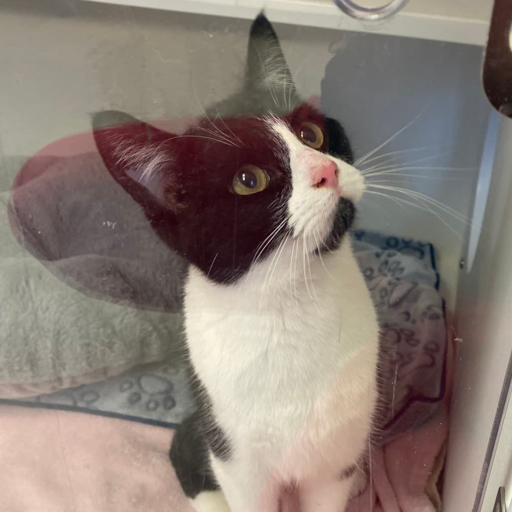 Lenni - Domestic Shorthair cat available for adoption at Border Paws Animal Shelter in Lloydminster