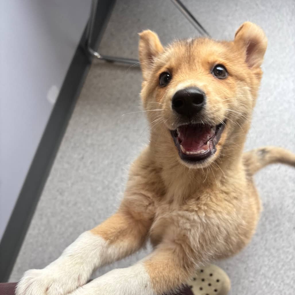 Yukon - Husky / Shepherd available for adoption in Saskatchewan