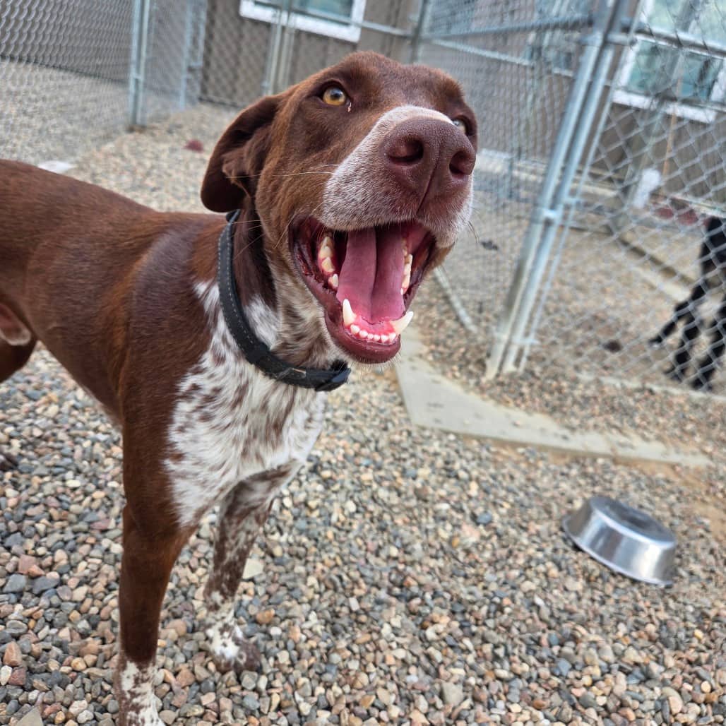 Remington - Pointer, German Shorthaired / Retriever, Labrador available for adoption in Saskatchewan