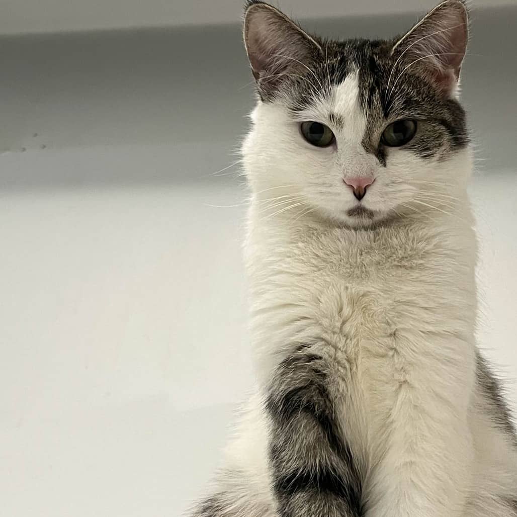 Inca - Domestic Shorthair cat available for adoption at Battlefords Humane Society in North Battleford