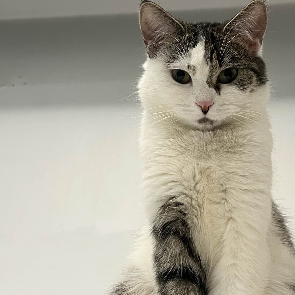 Inca - Domestic Shorthair cat available for adoption at Battlefords Humane Society in Saskatchewan