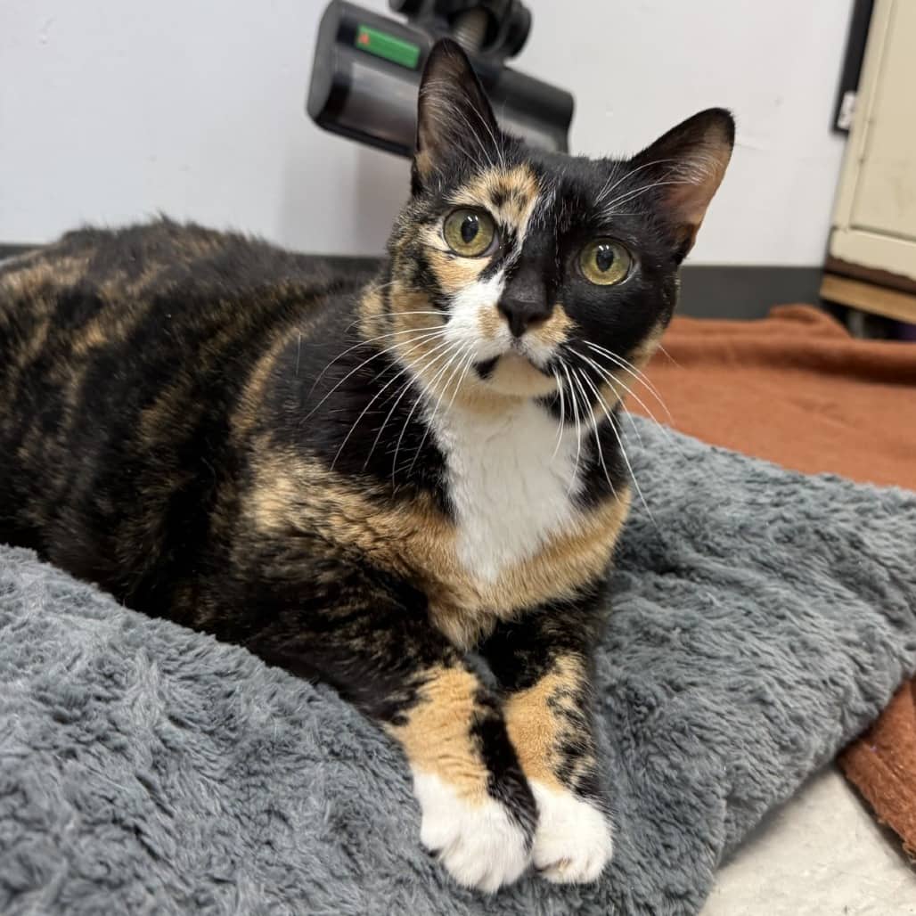 Randini - Domestic Shorthair available for adoption