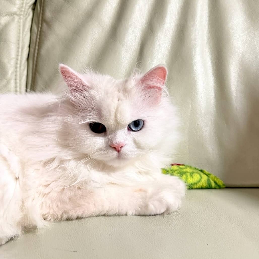 Vazu - Domestic Longhair cat available for adoption at Vancouver Orphan Kitten Rescue Association in Vancouver