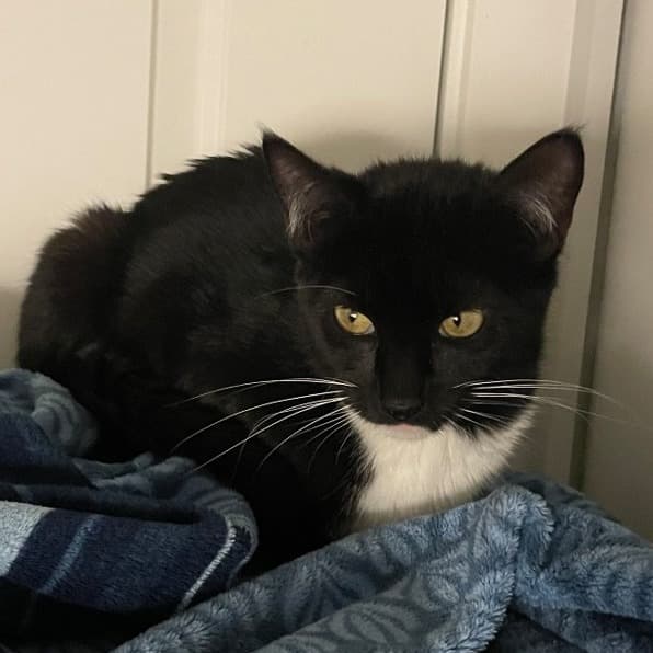 Polka - Domestic Shorthair cat available for adoption at Vancouver Orphan Kitten Rescue Association in Vancouver