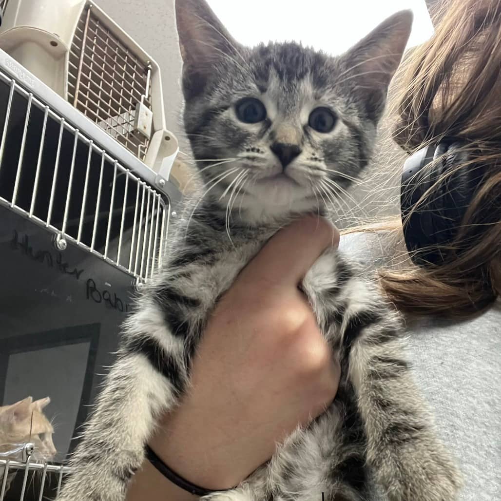 Kiwi - Domestic Shorthair available for adoption