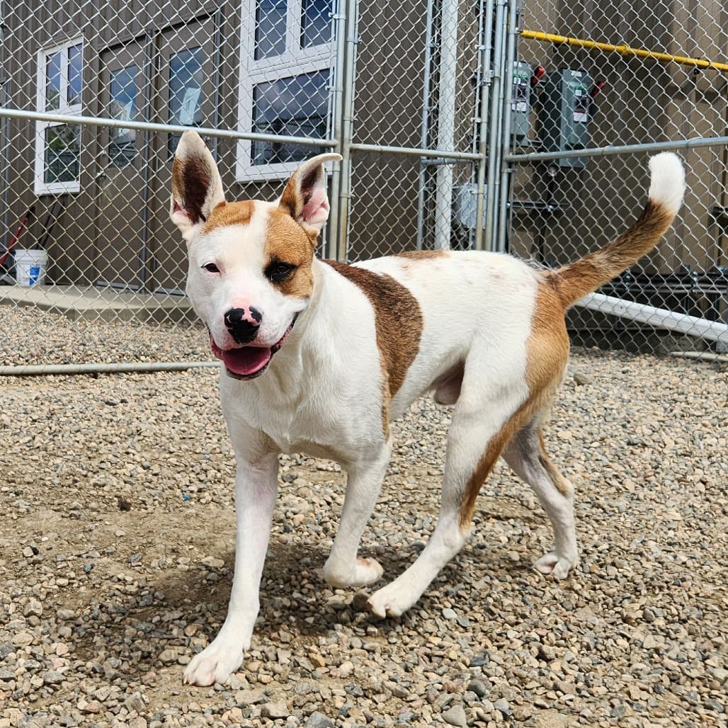 Rosco - Terrier, Pit Bull available for adoption