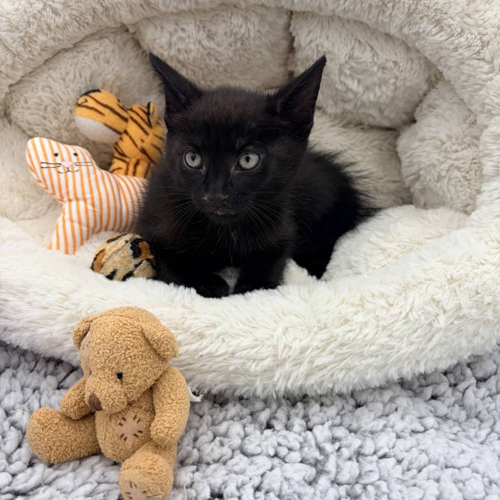 Sprinkles - Domestic Shorthair cat available for adoption in Saskatchewan