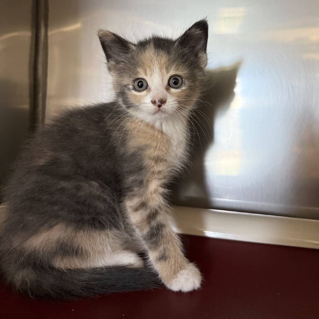 Toadette - Domestic Shorthair available for adoption