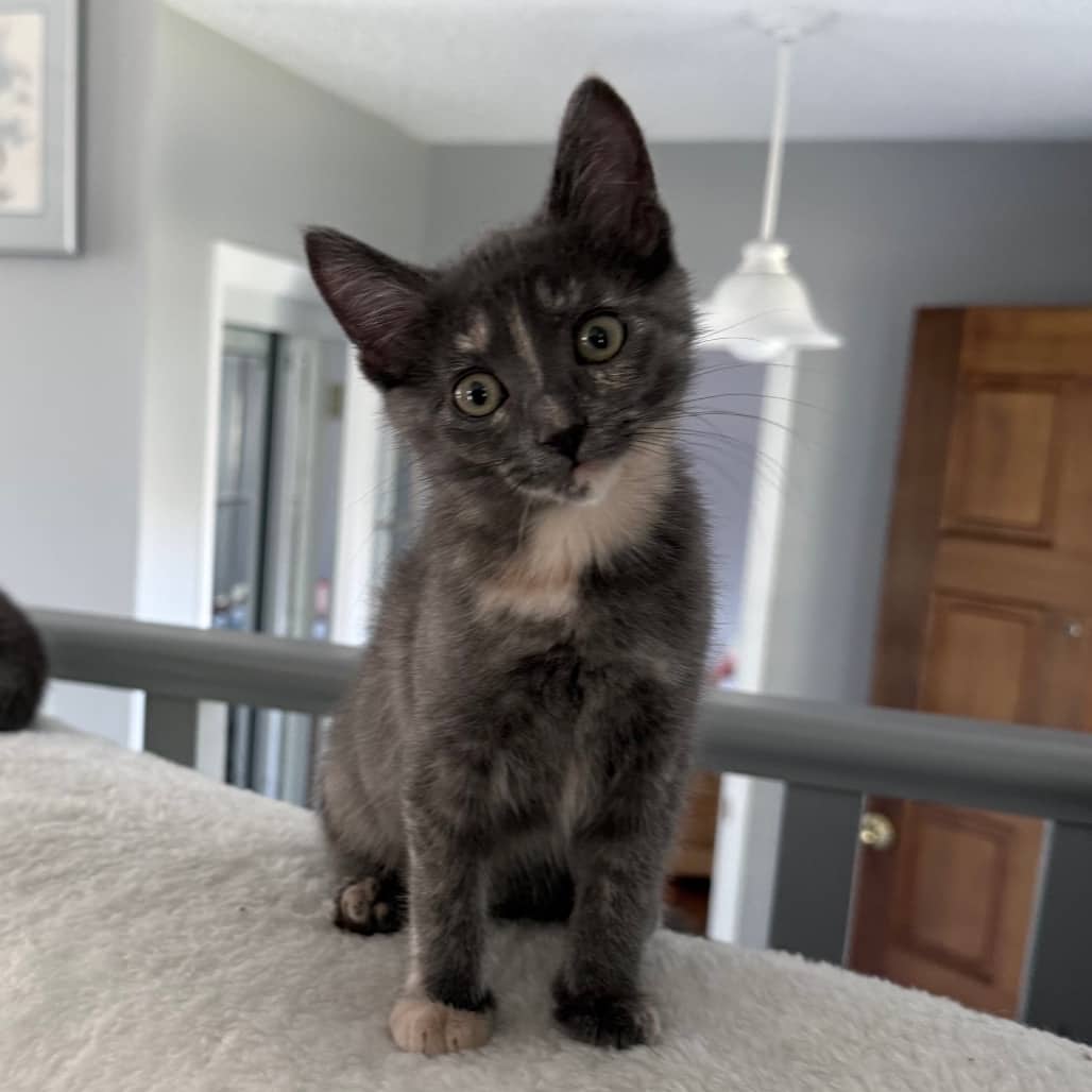 Bobber - Domestic Shorthair cat available for adoption at SCARS in Edmonton (1 of 6)