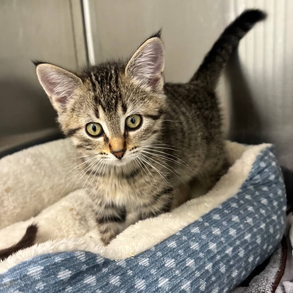 Jolts - Domestic Shorthair cat available for adoption at Saskatoon SPCA in Saskatoon