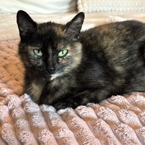 Abby - Domestic Shorthair cat available for adoption at Vancouver Orphan Kitten Rescue Association in Vancouver