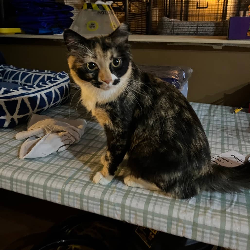 Lydia - Domestic Medium Hair cat available for adoption at SCARS in Edmonton
