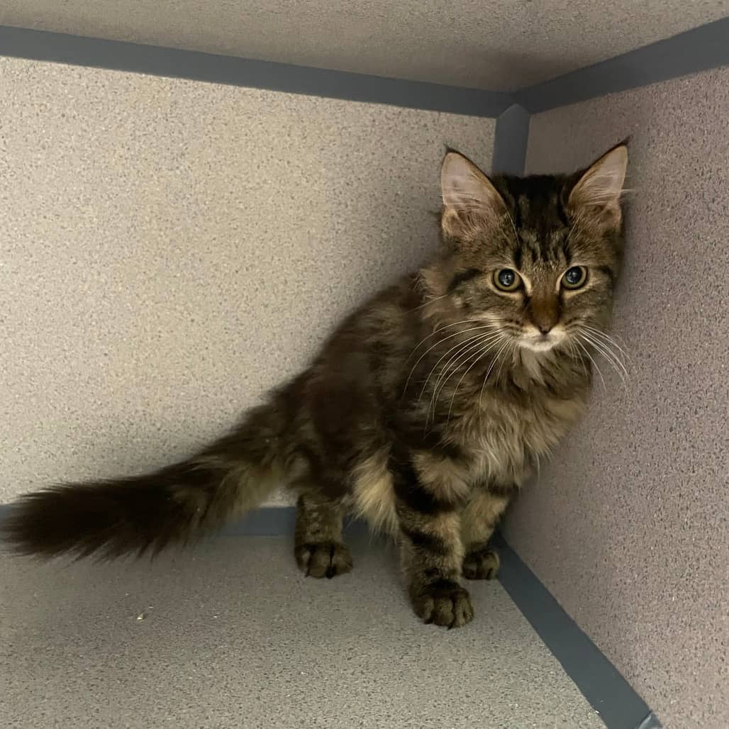 Riley - Domestic Medium Hair cat available for adoption at Battlefords Humane Society in North Battleford