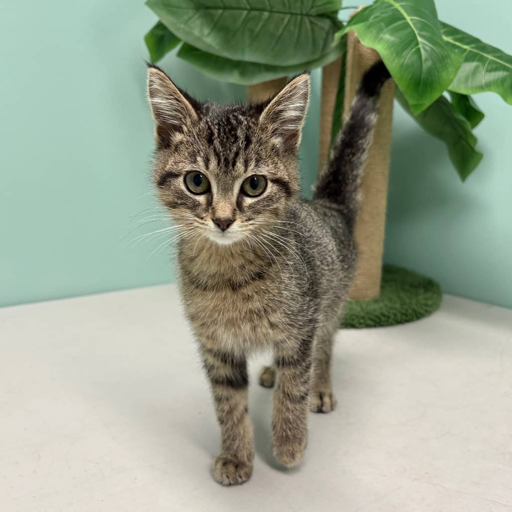Loki - Domestic Shorthair cat available for adoption at Saskatoon SPCA in Saskatoon