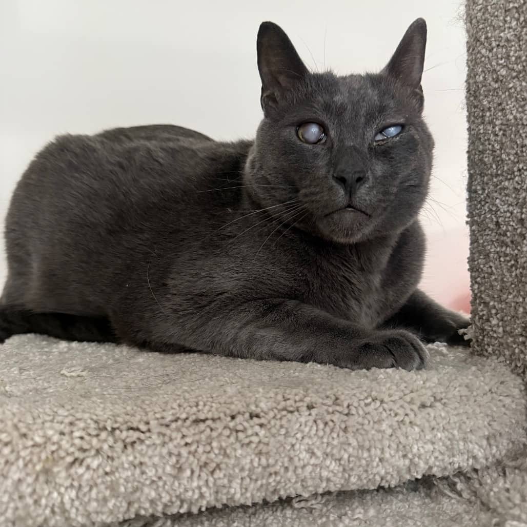 Cowboy - Domestic Shorthair cat available for adoption at SCARS in Edmonton (1 of 6)