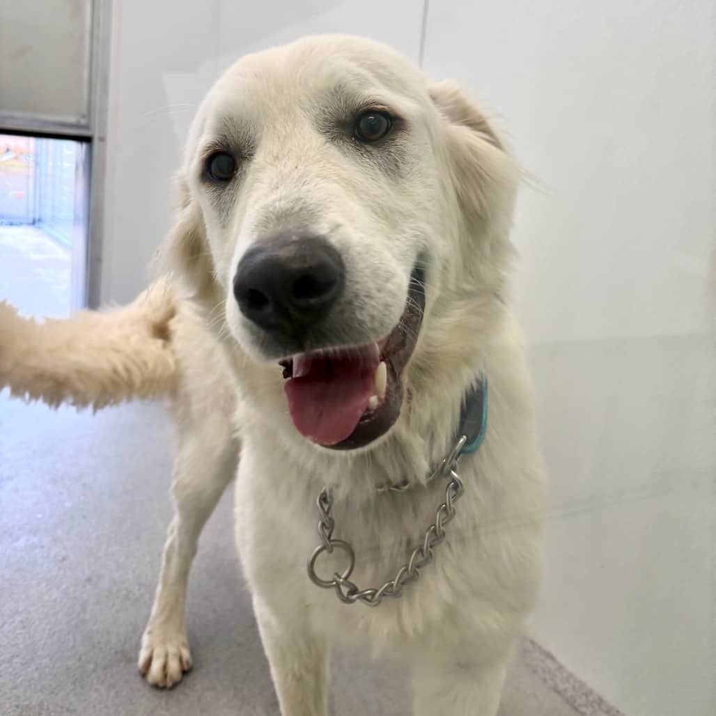 Halo - Pyrenees, Great available for adoption in Saskatchewan