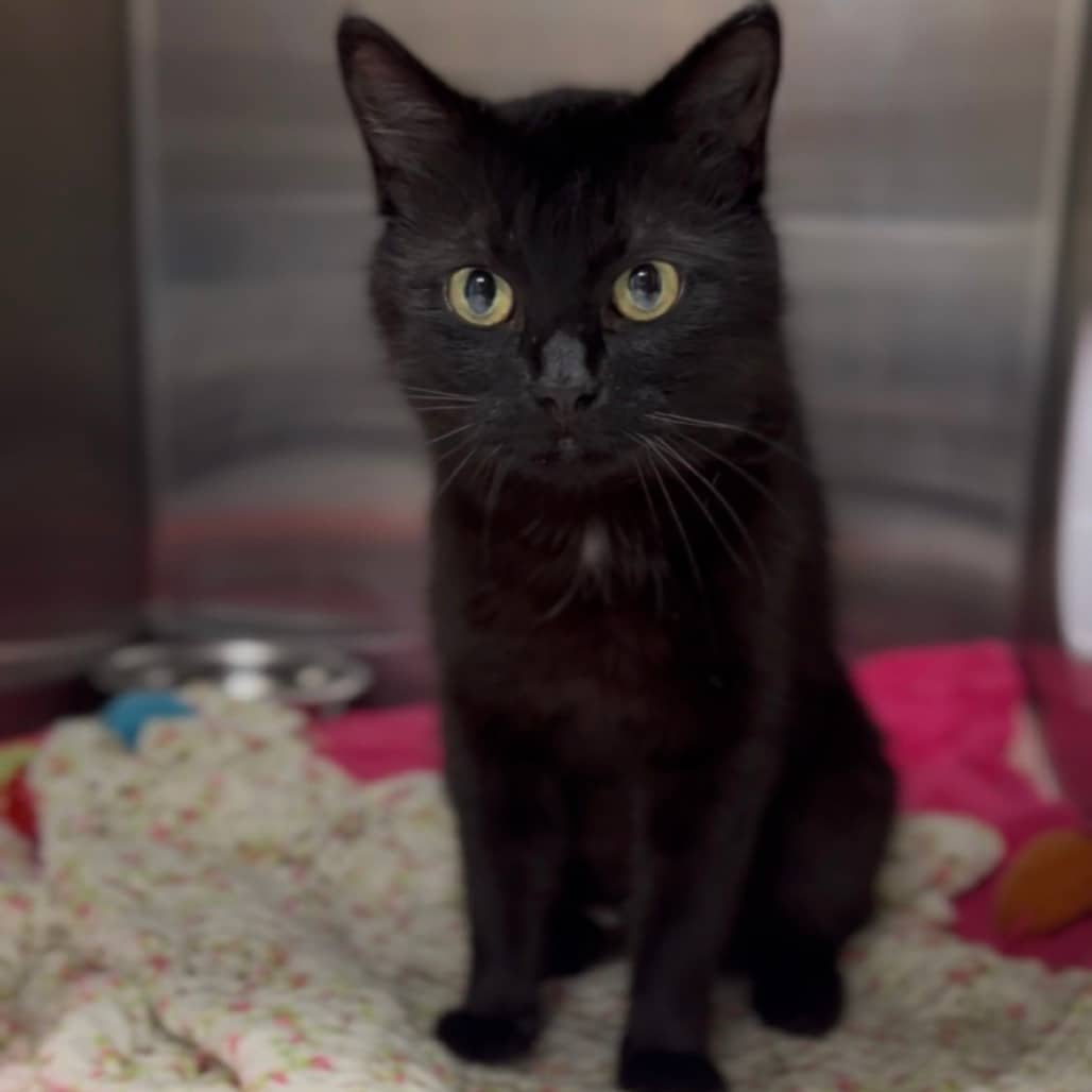 Esme - Domestic Medium Hair cat available for adoption at Border Paws Animal Shelter in Lloydminster