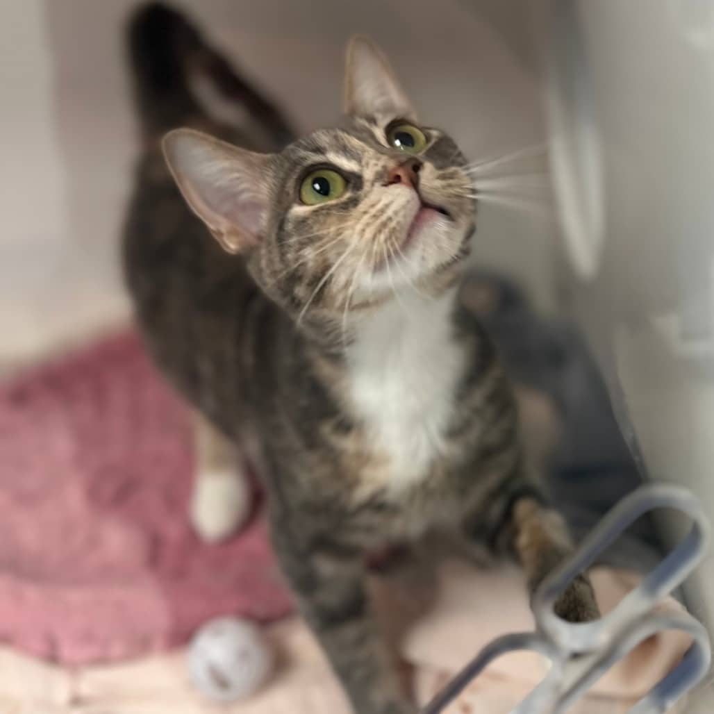 Pearl - Domestic Shorthair available for adoption