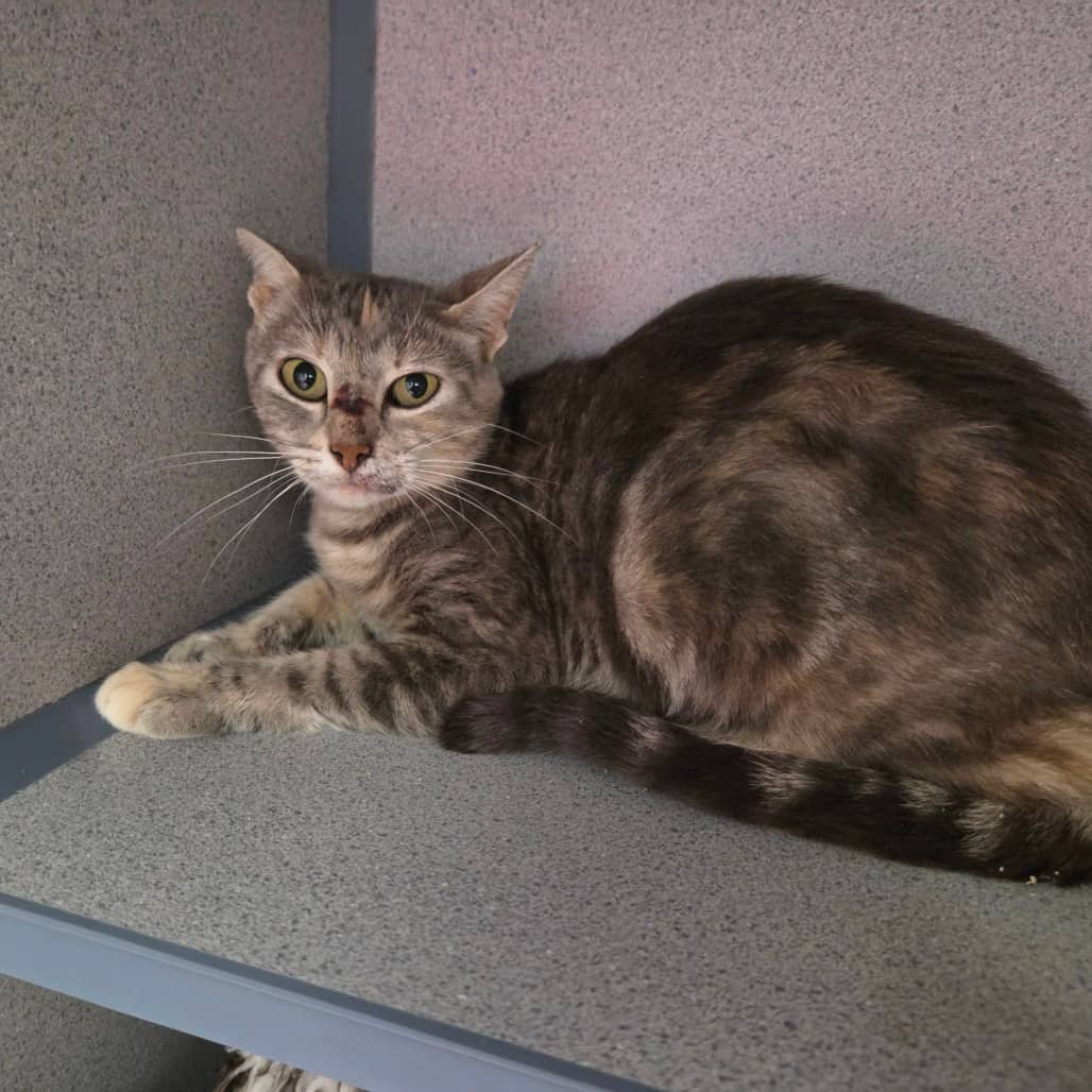 Peony - Domestic Shorthair cat available for adoption in Saskatchewan