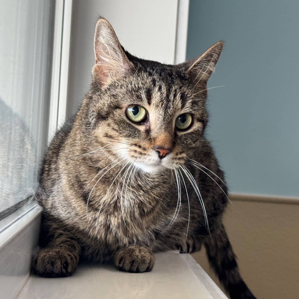 Chowder - Domestic Shorthair available for adoption