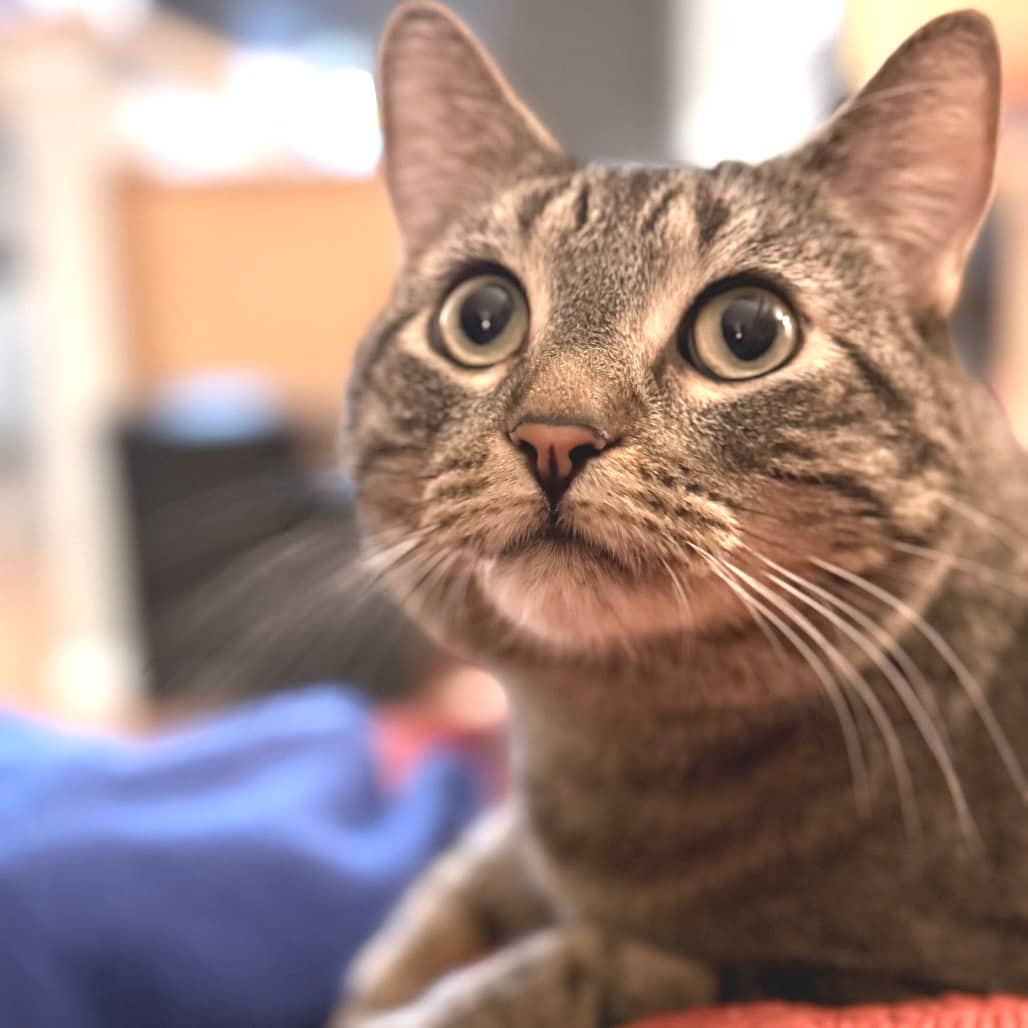 Sema - Domestic Shorthair available for adoption