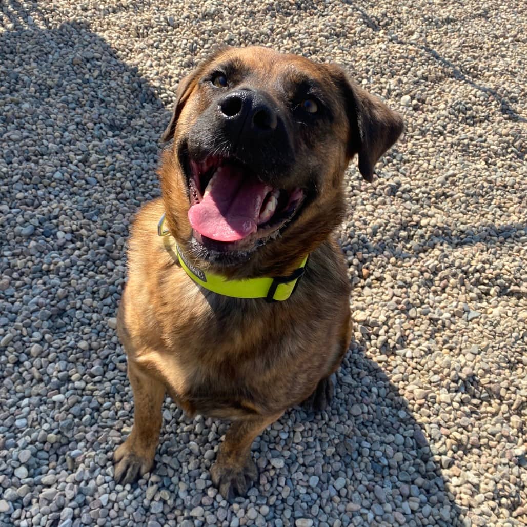 Cisco - Rottweiler / Bullmastiff available for adoption in Saskatchewan