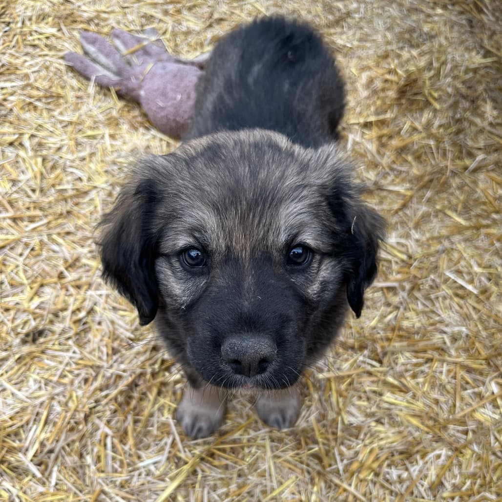 Rome - COLLIE, BORDER/MIX available for adoption at SCARS in Calgary