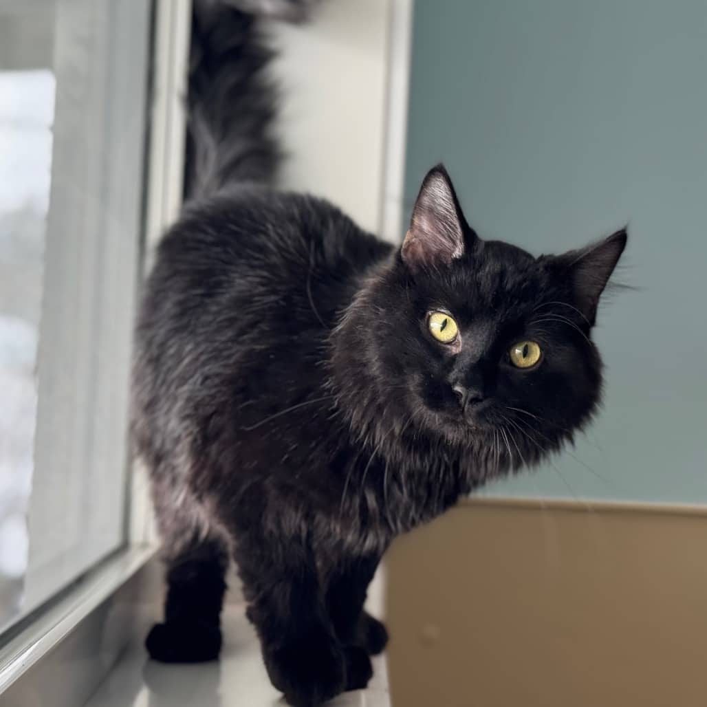 Misery - Domestic Longhair available for adoption